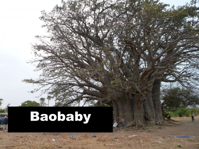 BAOBABY