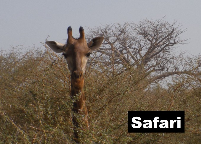 Safari